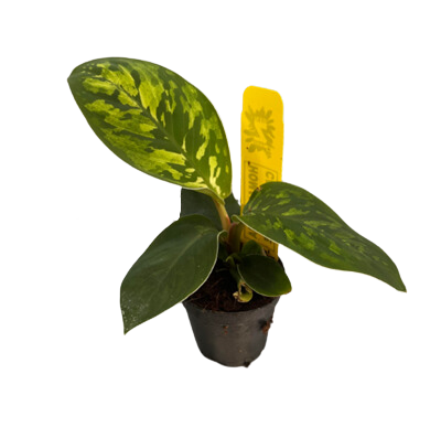 2" Homalomena Camouflage